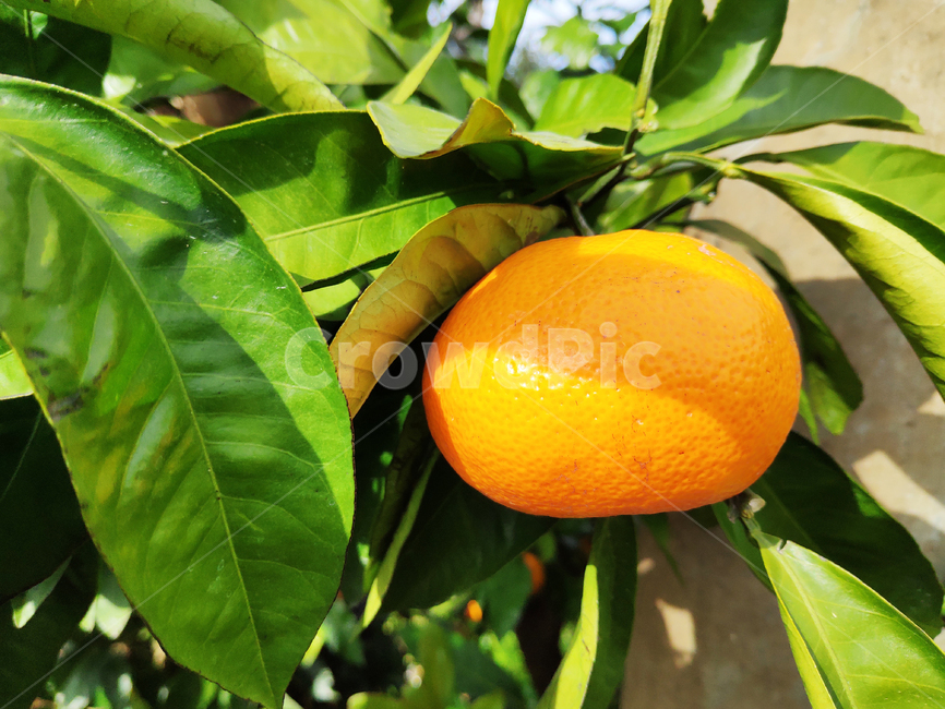 제주,귤,과일,주황색,식품,jeju,tangerine,fruit,orange,food,겨울,과일,열매,fruit