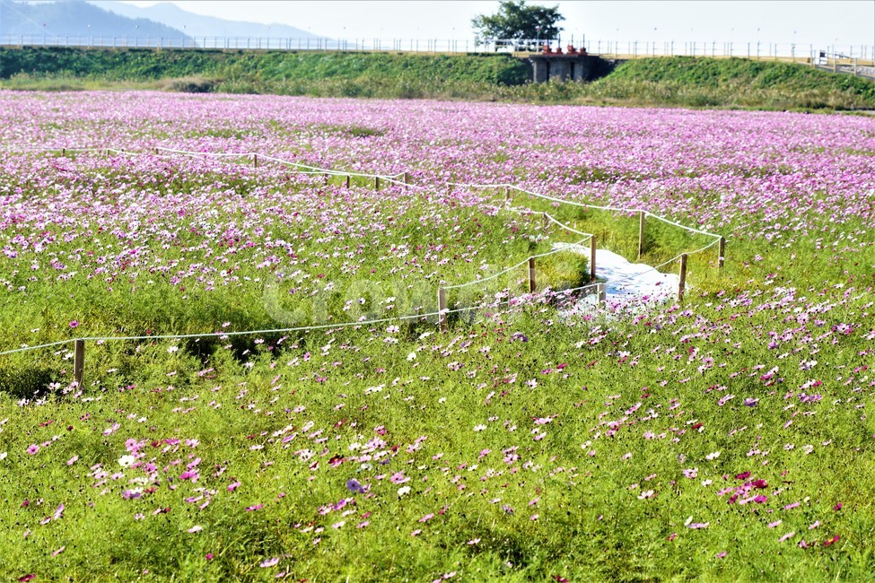 가을,코스모스,꽃,자연,식물,nature,계절,fall,autumn,season,flower,풍경,가을,계절,fall,autumn,season,field,들,grassland,목초지,outdoors,옥외,farm,농장,rural,농촌,meadow