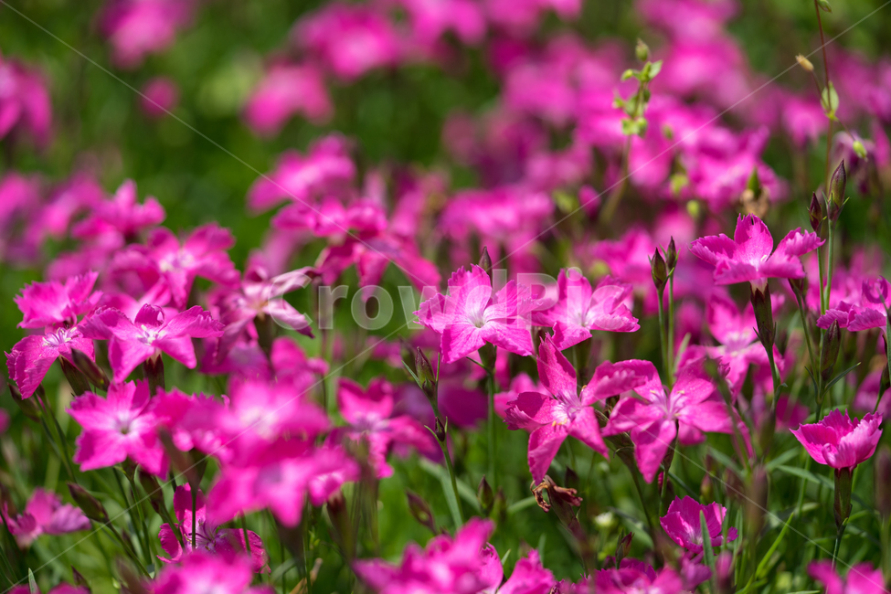 야생화,별꽃,꽃,봄꽃,봄,식물,자연,근접,상록패랭이,식물,자연,plants,nature,꽃,flower