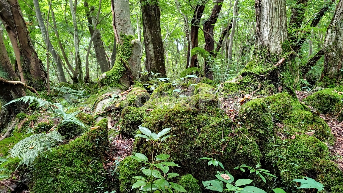 제주도,제주숲,곶자왈,제주원시림,제주화산암,jejuforest,nature,green,jejuforestlandscape,tree,forest,자연,제주도자연