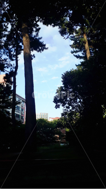 제주,식물,구름,자연,나무