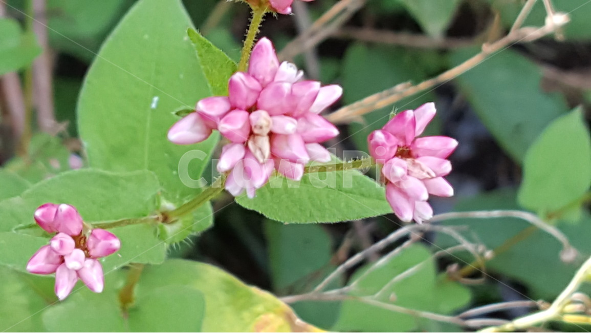자연,식물,고마리,분홍꽃,귀여움,청초함,식물,자연,plants,nature,꽃,flower