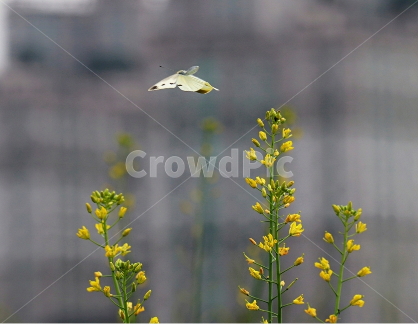 나비,유채꽃,바람,노랑,자유,식물,자연,plants,nature,꽃,flower,동물,animal,곤충,벌레,insect,bug