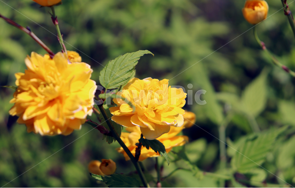 식물,plant,봄,꽃,자연,계절,flower,spring,nature,노란색,감성사진,감성,색상,색채,채도,색감,잎,풀,경치