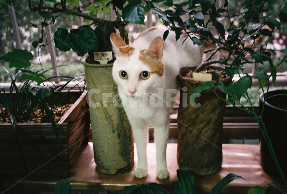 필름,필름사진,film,동물,고양이,cat,pet,반려동물,애완동물,포유류,animal,동물,animal,포유류,mammal,고양이,cat,kitten,kitty