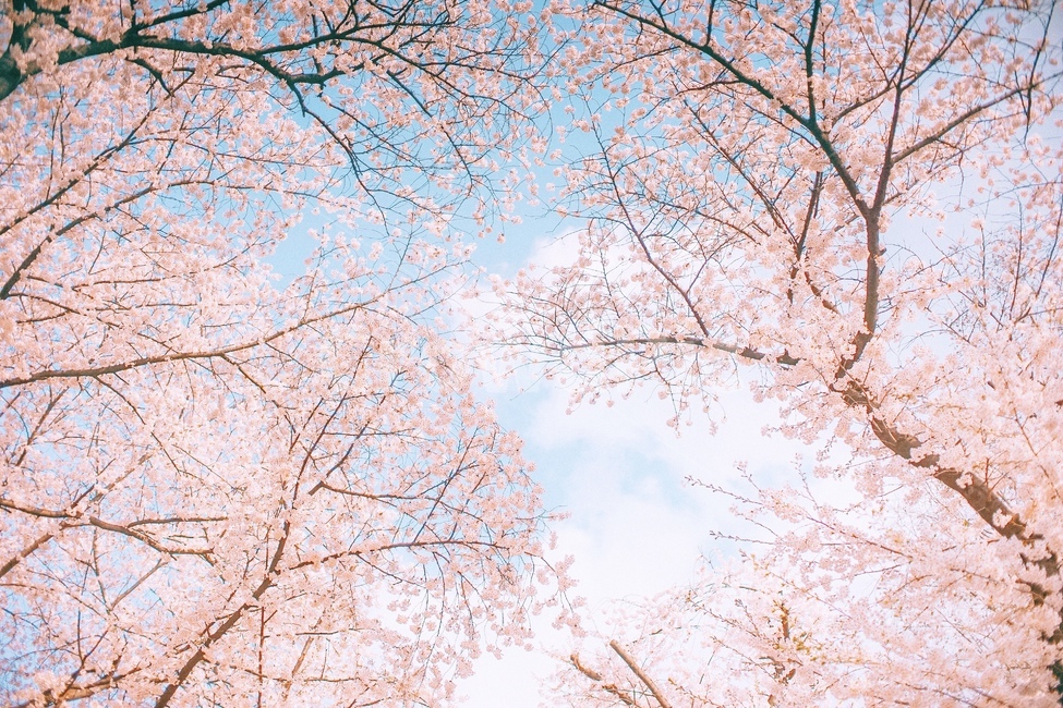 봄,벚꽃,꽃,나무,하늘,봄꽃,봄,계절,spring,season,식물,자연,plants,nature,꽃,flower,plant