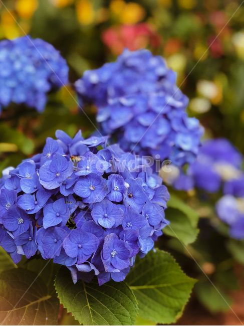 plant,식물,flower,blossom,꽃,식물,자연,plants,nature,꽃,flower