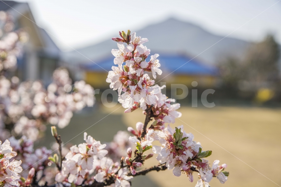 봄,봄꽃,꽃,매화,시골,풍경,식물,자연,plants,nature,봄,계절,spring,season,꽃,flower,plant