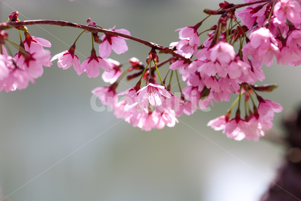봄,봄날,봄꽃,꽃,벚꽃,아름다운,식물,계절,분홍,pink,cherryblossom,spring,flowers,beautiful,season