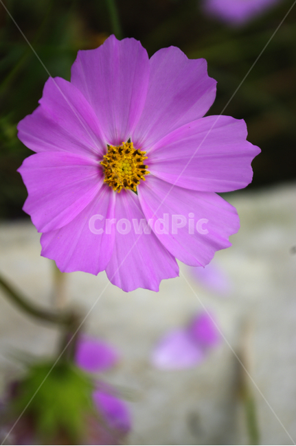 코스모스,꽃,flower,식물,plant,가을,계절,fall,autumn,season,식물,자연,plants,nature,꽃,flower,geranium,제라늄,blossom