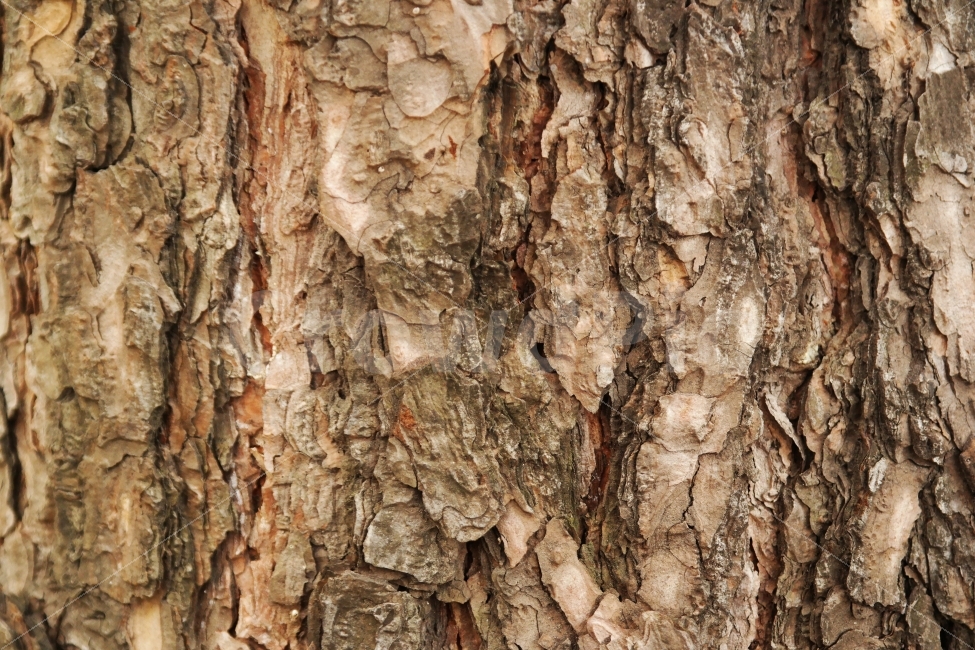나무,나무껍질,나뭇결,거친,껍질,텍스처,질감,패턴,texture,pattern