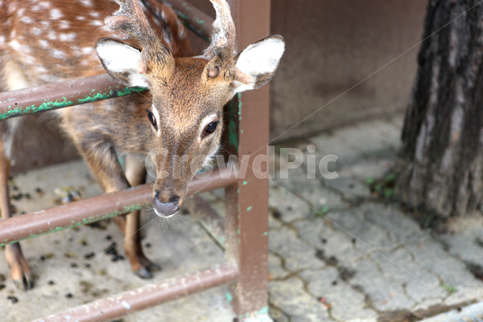꽃사슴,사슴,동물원,먹이주기,zoo,동물,animal,포유류,mammal