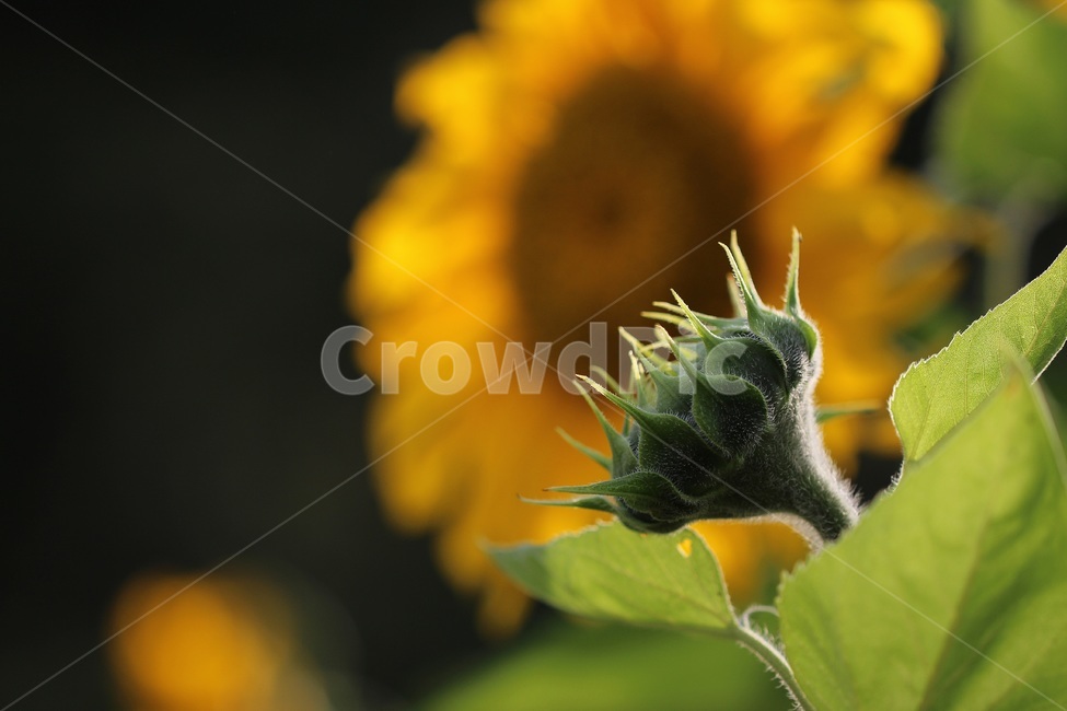 해바라기,꽃,노랑,가을,sunflower,flower,식물,자연,plants,nature,꽃,flower