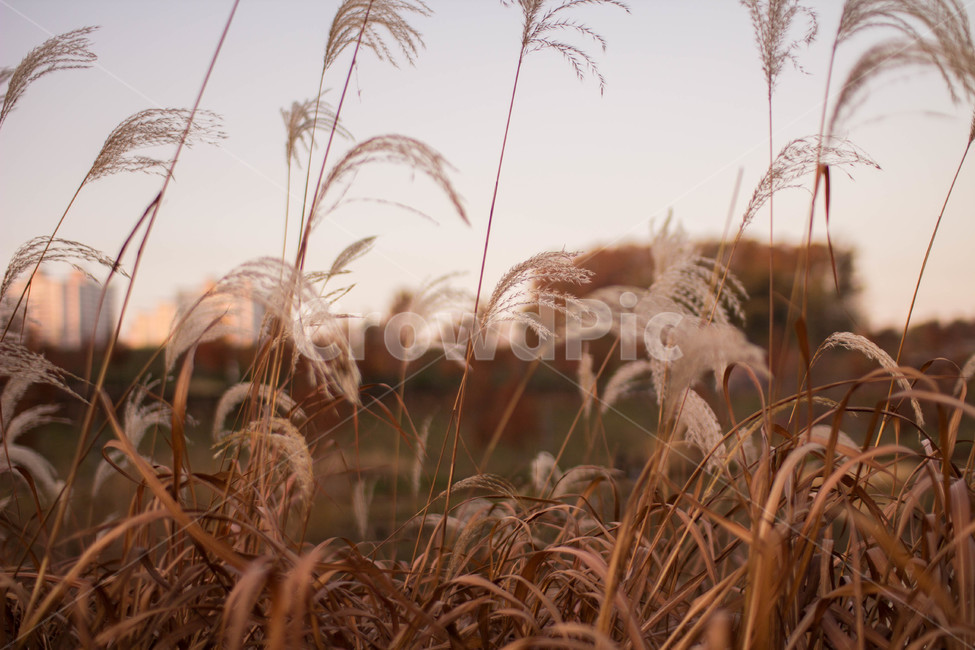 갈대,호수공원,자연,풍경,노을,가을,계절,fall,autumn,season