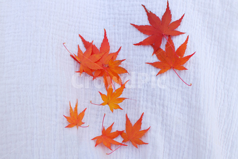 단풍,가을,자연,단풍잎,maple,fall,가을,계절,fall,autumn,season,식물,자연,plants,nature,leaf,잎,plant,tree,나무