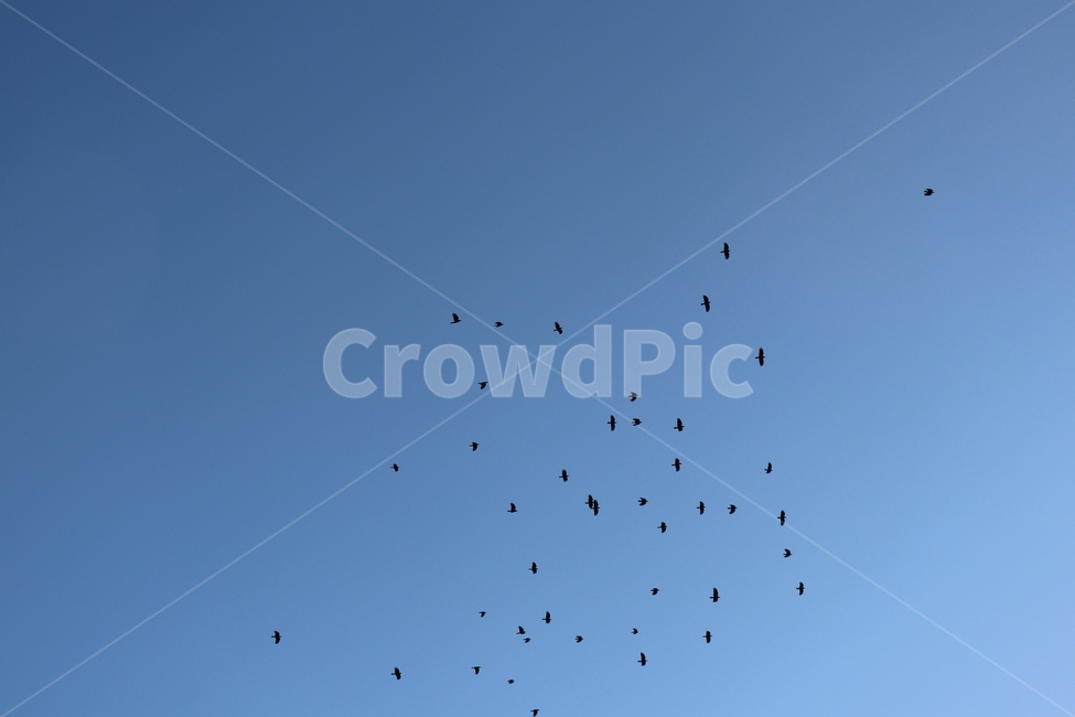 하늘,풍경,새떼,플라잉,자연,fly,단체,bird,비행,날아가는,새들,동물,animal,조류,새,birds