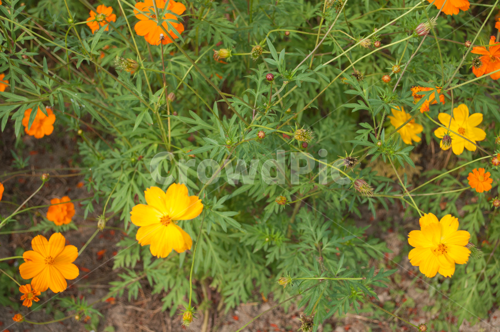 황화,코스모스,가을,꽃,자연,주황,flower,가을,계절,fall,autumn,season,식물,자연,plants,nature,꽃,flower,plant,vase,병 장식,potted plant,화분,pottery,도기류,jar,항아리,planter,파종기