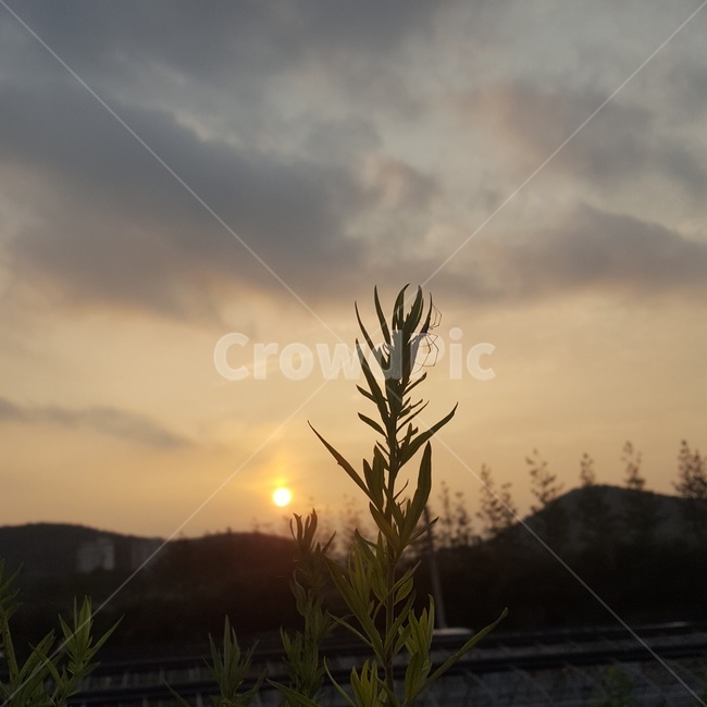 노을,감성,해,태양,풀,sun,sunrise,하늘,줄,전기줄,따뜻한