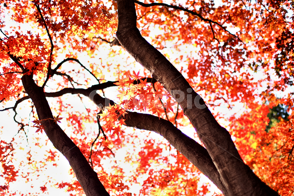 mapleleaf,maple,단풍,autumn,fall,leaf,red,tree,나무,plant,식물,잎,가을