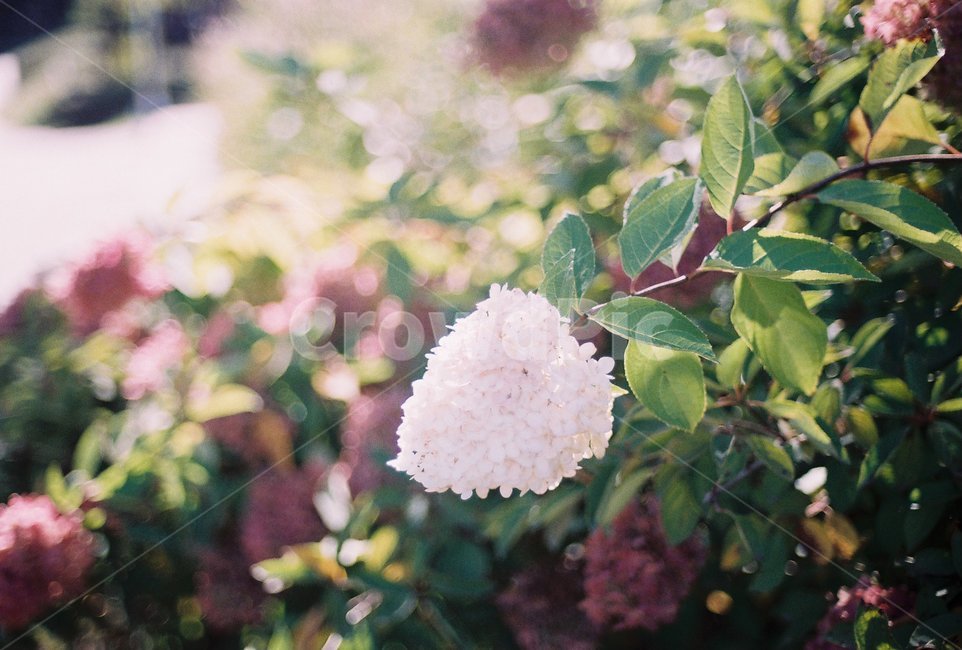 꽃,flower,자연,nature,필름,film,감성,공원,park