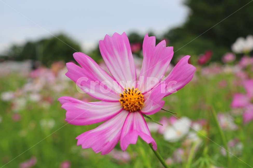 꽃,코스모스,코스모스꽃,식물,국화과,가을,식물,자연,plants,nature,꽃,flower