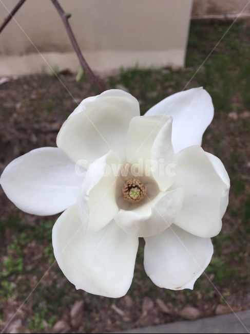 꽃,백합,자연,플라워,하얀백합,봄,계절,spring,season,식물,자연,plants,nature,꽃,flower,plant