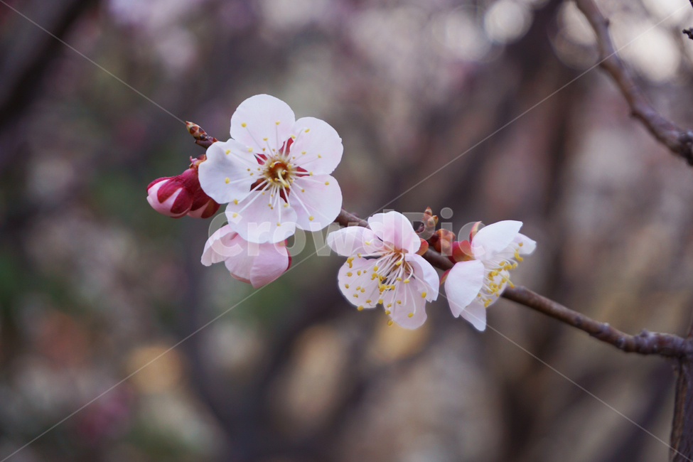매화,꽃,봉우리,꽃봉우리,봄,분홍색,pink,flower,봄,계절,spring,season,plant,식물