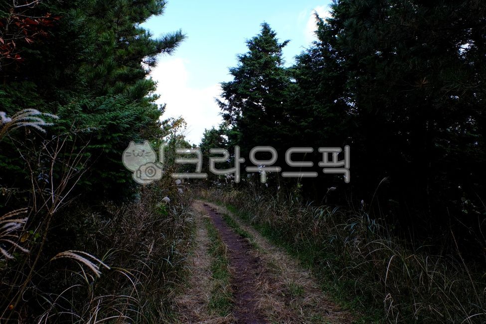 배경,백그라운드,녹색,자연풍경,plants,trees,wood,상쾌,상쾌함,작은숲,나뭇가지,나뭇잎,초록,피톤치드,수풀,숲속,공기,상쾌한,환경,산,풍경,휴식,힐링,땅,갈색,vegetation,초목,plant,식물,자연,nature,삼림지,woodland,옥외,forest,숲,tree,나무,공원,산책길,공원산책,햇살,나무사이길,garden,path,outdoors