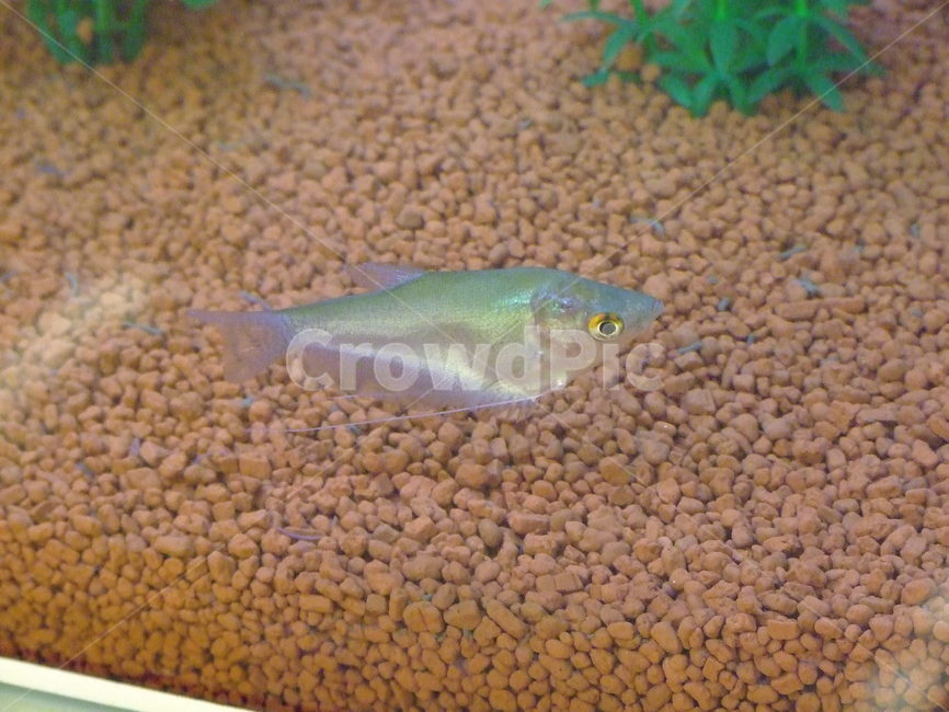 물고기,수생동물,한국의물고기,동물,수조관,동물,animal,어류,물고기,fish