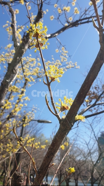 plant,식물,꽃,flower,spring,yellow,yello,노란,노랑,가지,나무,산수유