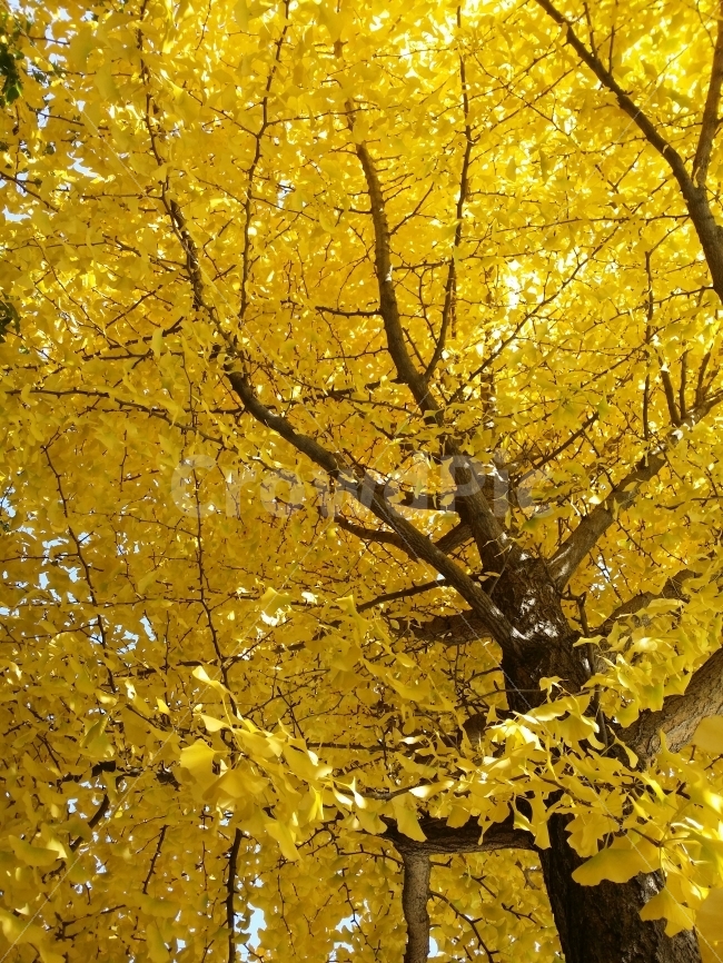 식물,자연풍경,꽃,가을,은행나무,노란,축복,신비,가을,계절,fall,autumn,season,식물,자연,plants,nature,leaf,잎,plant,tree,나무,maple,단풍