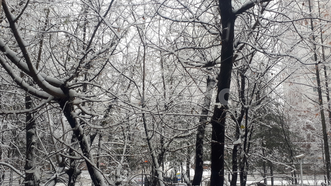 눈,나뭇가지,나무,함박눈,집앞,자연,풍경,겨울,snow