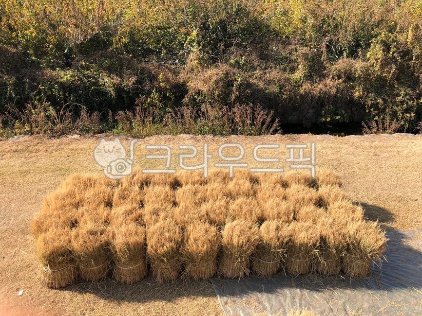 초목,짚단,벼짚단,볏단,지푸라기