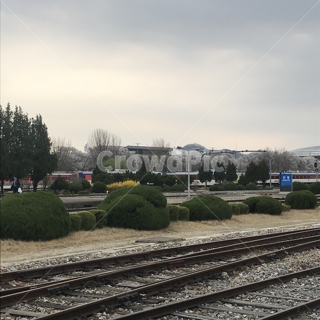 기차철도,철도길,벚꽃철도길,기차역,train