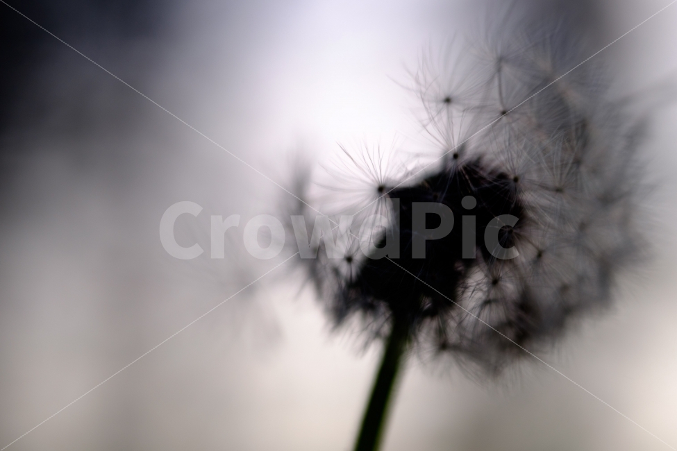 자연,민들레,민들레홀씨,풍경,스냅,감성,식물,자연,plants,nature,꽃,flower,감성,sensible,feeling