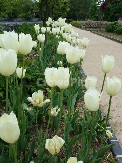 꽃,튤립,흰색,공원,flower,나들이,park,while,Tulip,봄,계절,spring,season,식물,자연,plants,nature,꽃,flower,plant