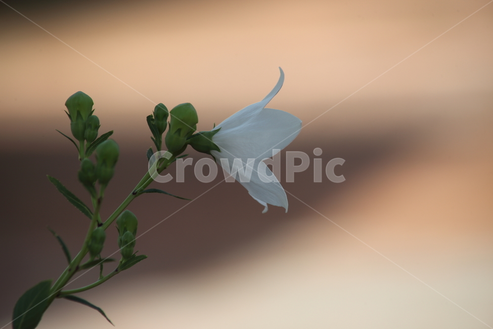 도라지,꽃,도라지꽃,길경채,balloonflower
