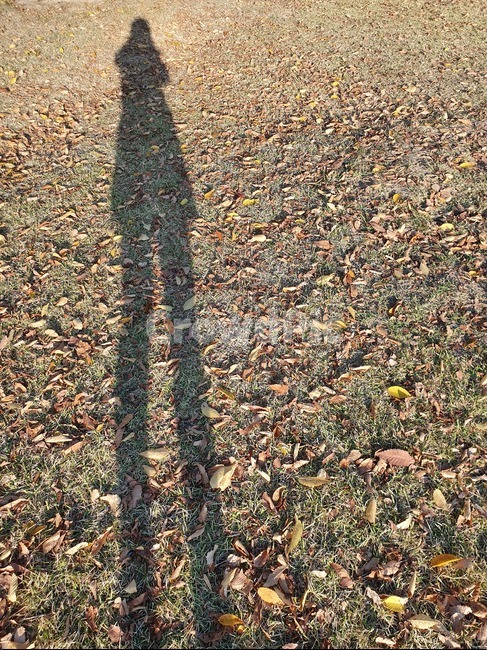 가을,낙엽,그림자,ground,가을풍경,가을낙엽