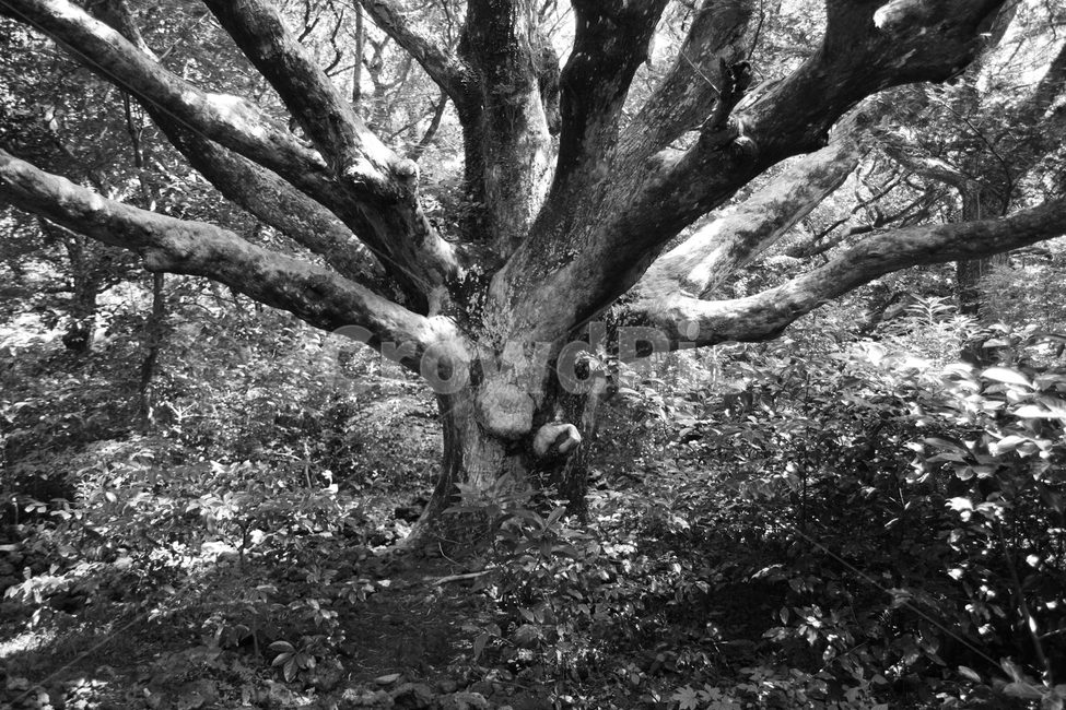 나무,가지,고목,흑백사진,나무줄기,식물,tree