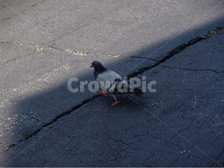 비둘기,도시,환경,자연,생명,새,뒤뚱뒤뚱,pigeon,bird,오후,동물,animal,조류,새,birds