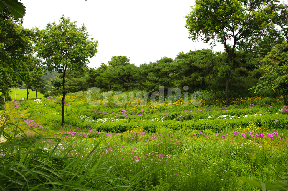 꽃,식물,flower,color,nature,자연,나무,꽃밭,숲,자연,풍경,nature,landscape,outdoors,옥외,grassland,목초지,field,들