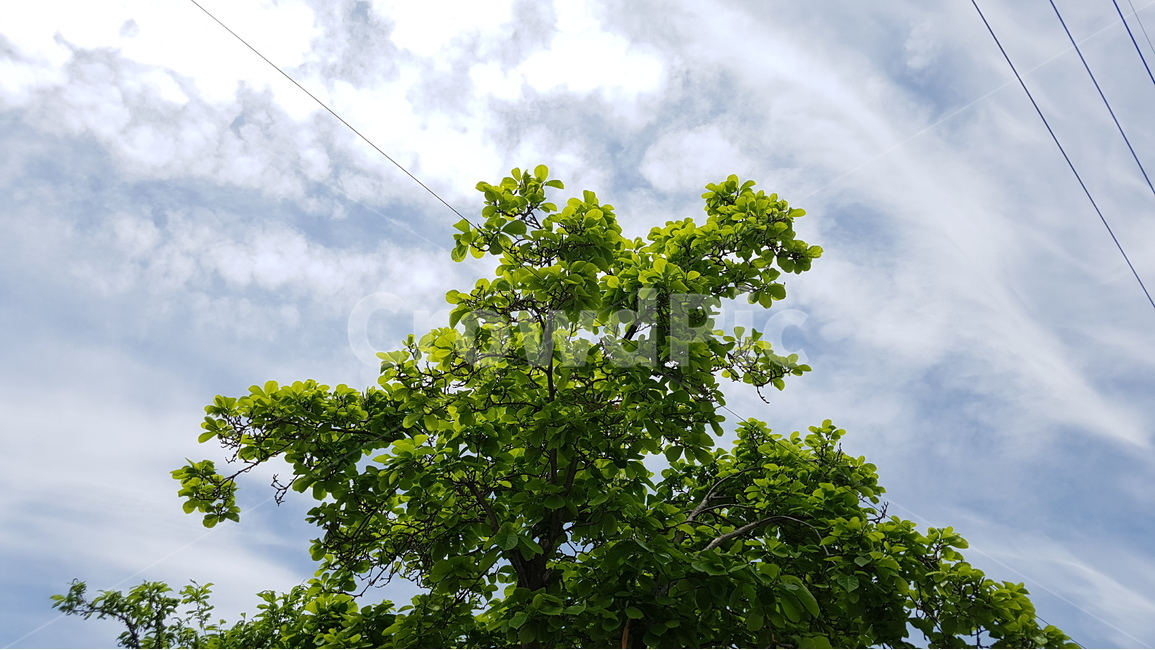 나무,하늘,식물,구름,자연,tree,nature,sky,자연,풍경,nature,landscape,plant