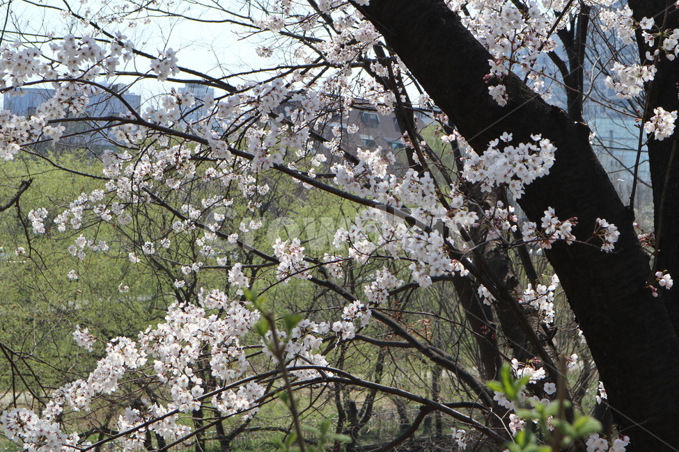 벚꽃,봄,벚꽃나무,나무,tree,plant,식물