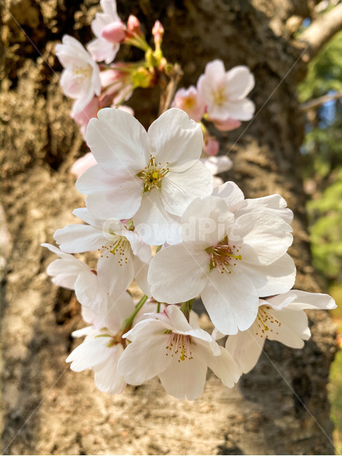 벚꽃,봄꽃,꽃,봄,blossom,plant,식물,flower,자연,nature