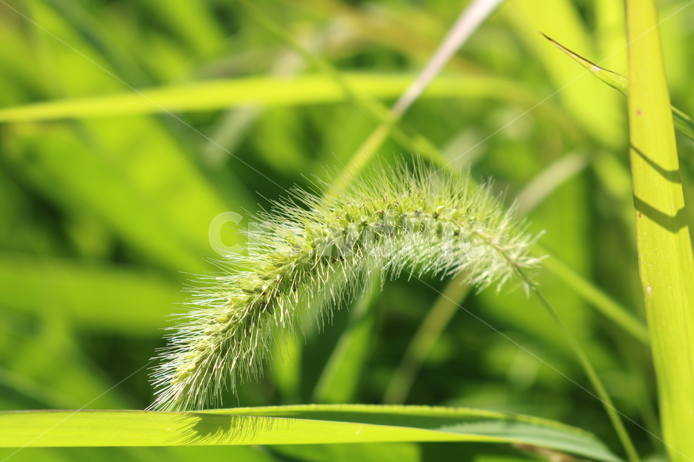 강아지풀,풀,들풀,잡초,식물,자연,식물,자연,plants,nature