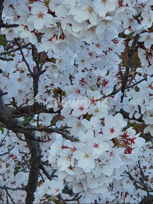 blossom,꽃,식물,cherryblossom,벚꽃