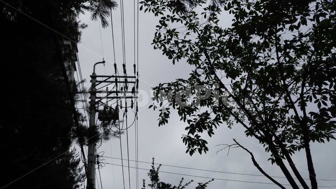전선,전봇대,나무,어두운,aelectricwire,telephonepole,tree,dark