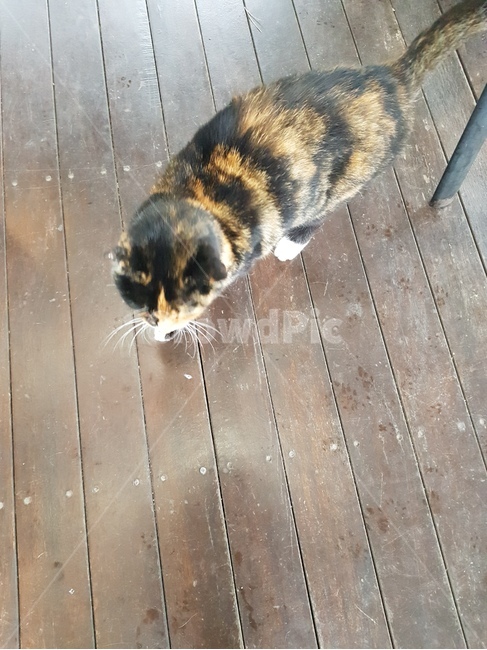 고양이,호랑이털고양이,고양이사진,귀여운고양이,고양이얼굴,앙증맞은고양이,동물,animal,포유류,mammal,고양이,cat,kitten,kitty