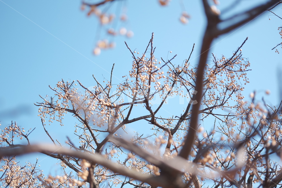 나무,봄,열매,하늘,따뜻한,초봄,계절,시작,생명,자연,봄,계절,spring,season,식물,자연,plants,nature,나무,trees,wood,과일,열매,fruit