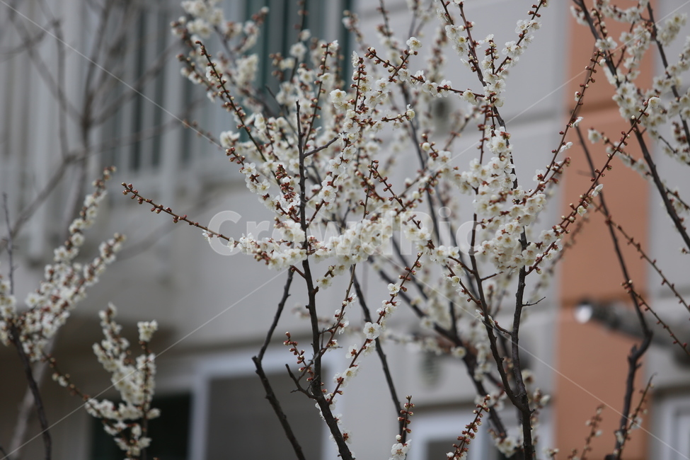 봄,꽃,3월,매화,봄날,봄,계절,spring,season,식물,자연,plants,nature,꽃,flower,plant